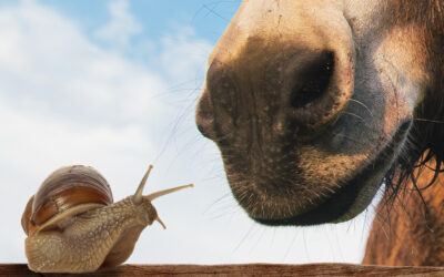 Cosmetici al latte d’asina e cosmetici alla bava di lumaca: un confronto tra due tesori della natura