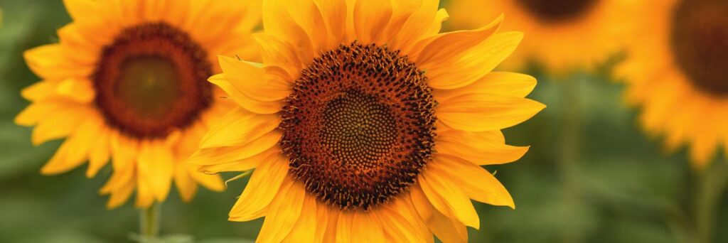 girasoli la casa di leo cosmetica gentile